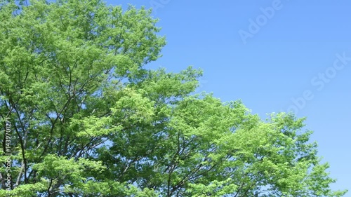 風に揺れる新緑の木