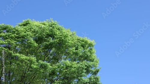 風に揺れる新緑の木