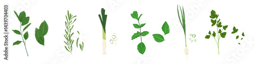 Set of fresh herbs and spice. Onion, parsley, rosemary and more. Bits of herbs. Vector. Flat style.