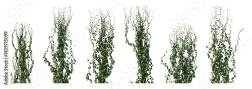 Climbing creeper ivy plant isolated png on a transparent background premium cutout. Creepers branches with ivy leaves, lush climbing plants