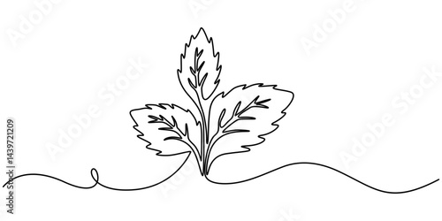 Continuous one line drawing of mint. Modern style vector illustration on isolated background, Mint, spearmint vector illustration.Background for label design. One continuous line art drawing.