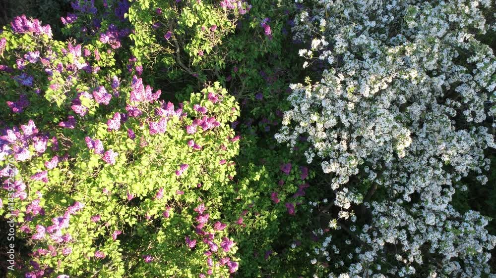 Drone view of blooming cherry and apple trees in the spring season. A beautiful nature video capturing the essence of springtime. Drone view of blooming cherry and apple trees in the spring season. A beautiful nature video capturing the essence of springtime.