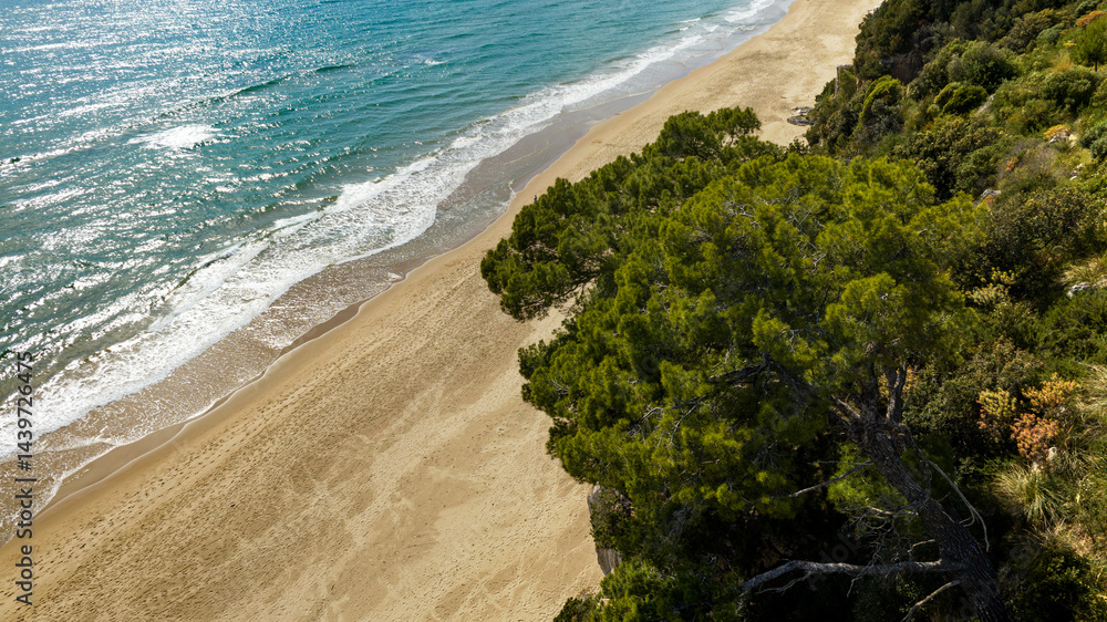 Forest with trees near a pristine beach. In the background the blue sea of the ocean.