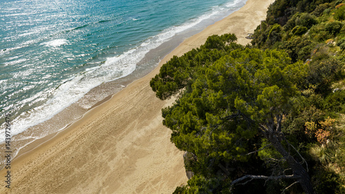 Obraz na płótnie Forest with trees near a pristine beach. In the background the blue sea of the ocean. w salonie