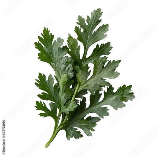 Sprig of Fresh Green Mugwort Leaves on Dark Background, Culinary Herb