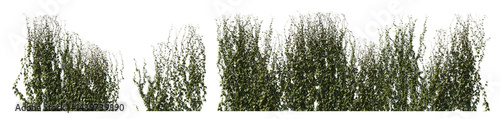 Photos Climbing creeper ivy plant isolated png on a transparent background premium cutout