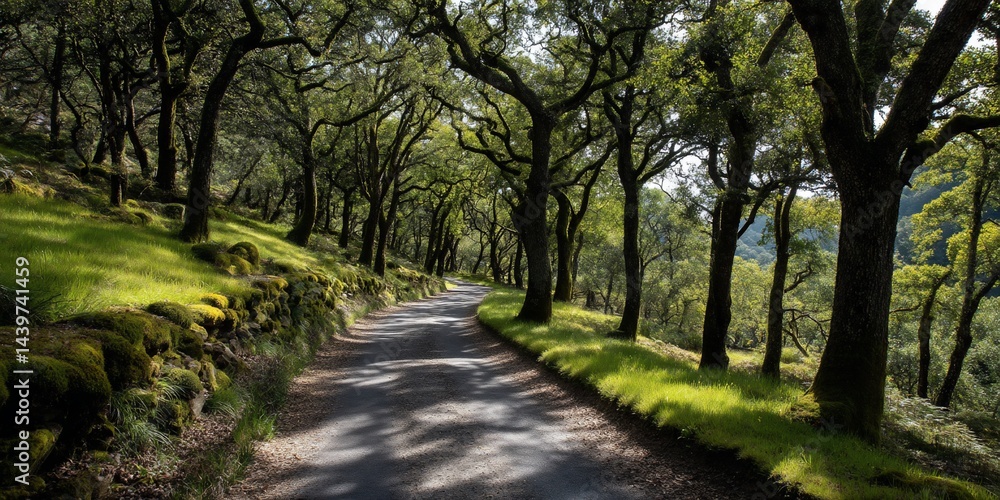 Oak Tree Lined Road Through Parkland Oak Tree Lined Road Through Parkland