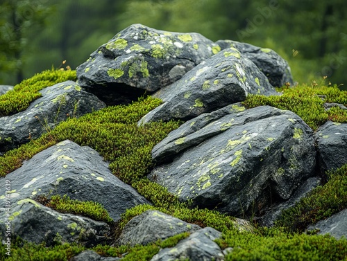 detailed photo of a moss on the rocks, moss in the mountain, rocks in the forest