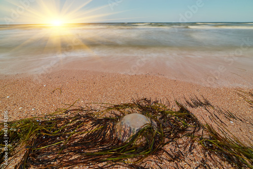 Seaweed and Surfgrass on the Beach