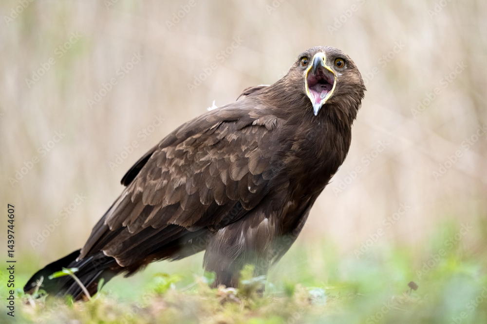 Greater spotted eagle (Clanga clanga) shouting, beak wide open Greater spotted eagle (Clanga clanga) shouting, beak wide open