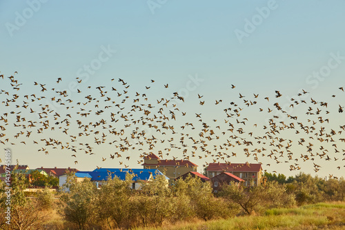 Canvas Print Flock of Starlings Over Village