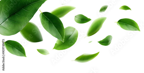 A collection of vibrant green leaves scattered elegantly, showcasing the beauty of nature. Perfect for designs emphasizing freshness and vitality.