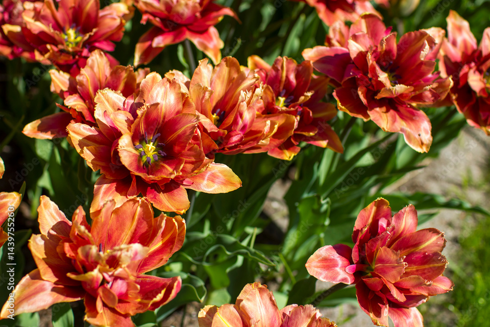 tulips flowers - spring flowers - closeu up