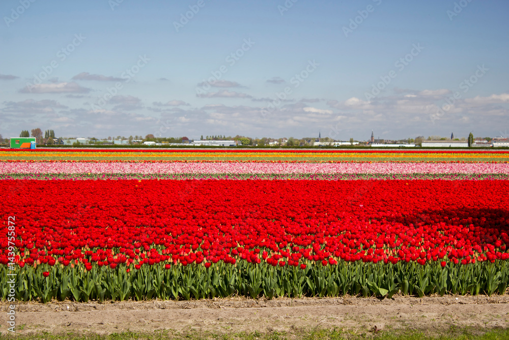 tulip field in the Netherlands - colorful tulips