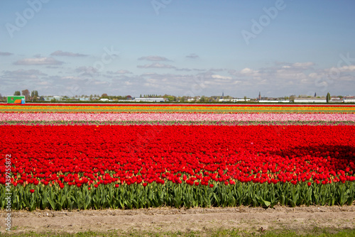 Obraz na płótnie tulip field in the Netherlands - colorful tulips w salonie