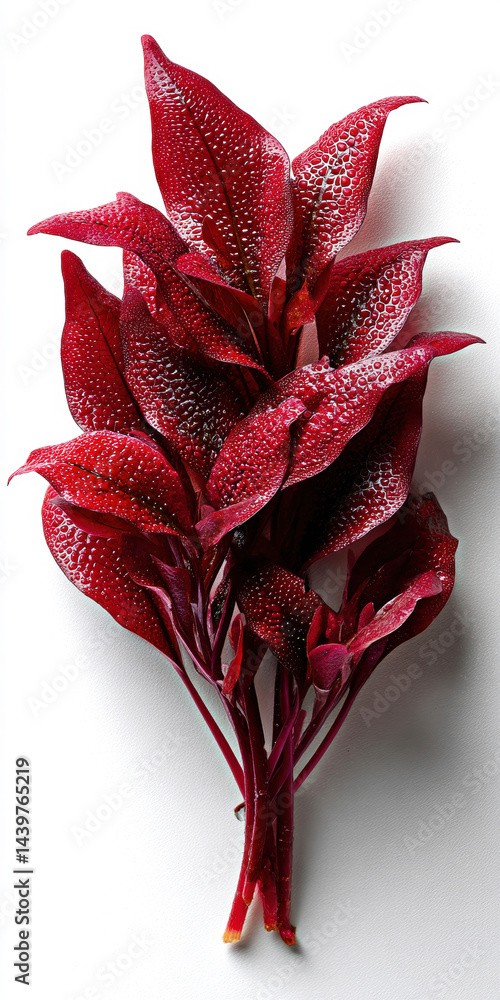 Stunning red leaves glistening with dew droplets, showcasing their unique texture and vibrant color against a minimalistic background.