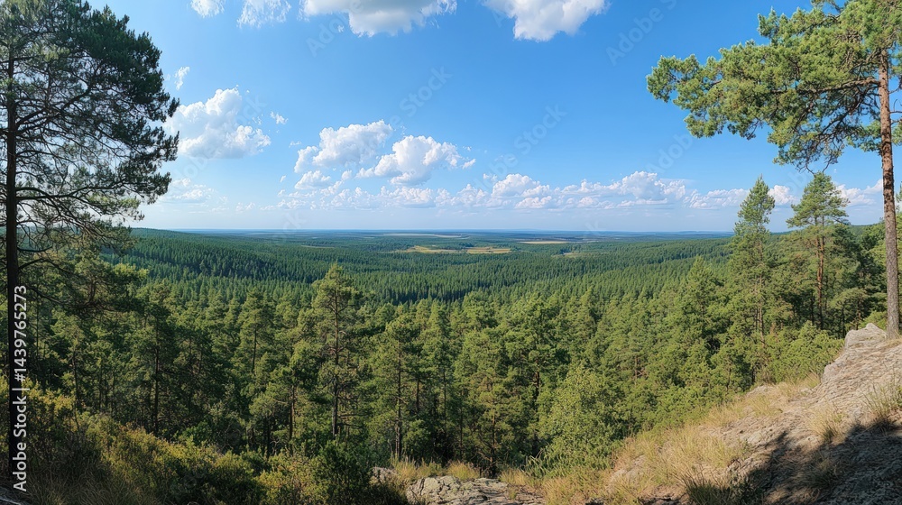 Fototapeta premium Forest Vista