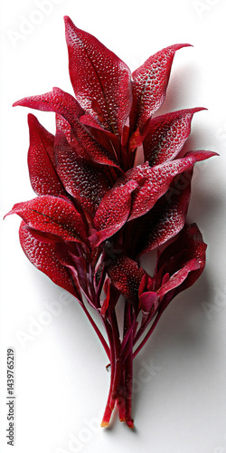 Obraz na płótnie Stunning red leaves glistening with dew droplets, showcasing their unique texture and vibrant color against a minimalistic background. w salonie