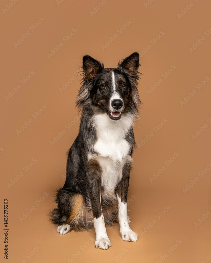 Serious Border Collie Sitting on Warm Brown Studio Background Serious Border Collie Sitting on Warm Brown Studio Background