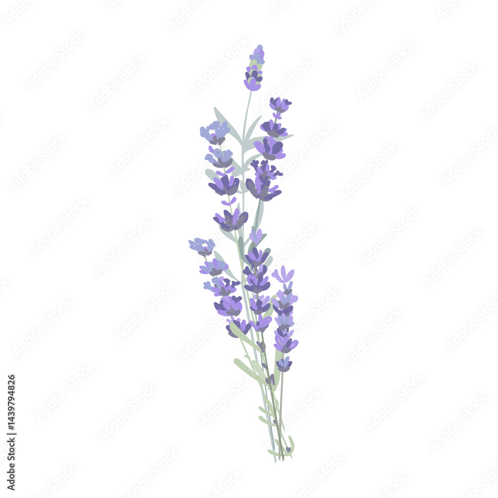 Naklejka premium Tiny bouquet of lavender flowers. Vector isolated illustration. Cute design element for Provence style.