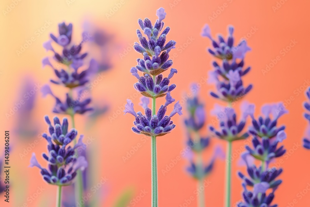 Naklejka premium Vibrant lavender blossoms against a soft orange backdrop.