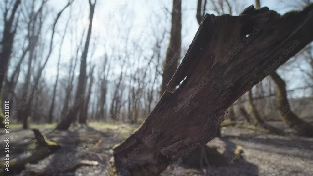 A fallen tree stump standing upright in a leafless forest during early springtime. A fallen tree stump standing upright in a leafless forest during early springtime.