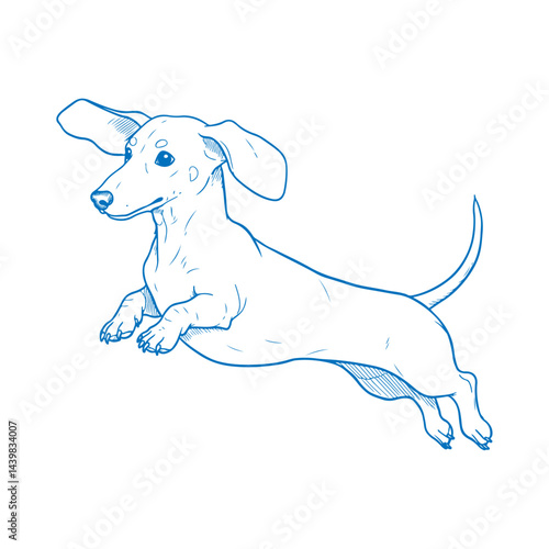 Realistic dachshund dog sketch hand drawn style vintage retro pet artwork detailed short legged hound cute sausage dog loyal companion line art animal breed portrait isolated on white background for f