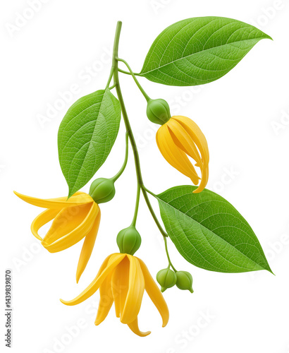Wallpaper Mural Yellow ylang-ylang flowers with green leaves on a branch. Torontodigital.ca