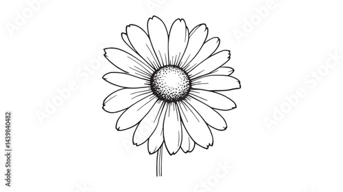 Common daisy blossom line art vintage botanical sketch delicate flower style