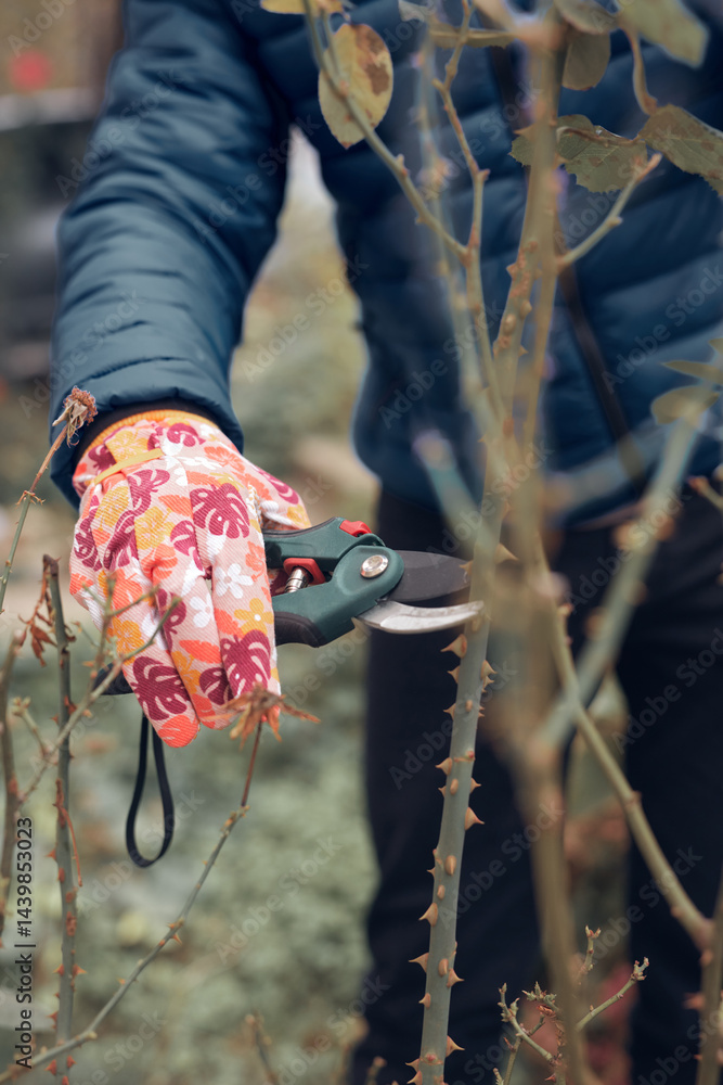 Gardener using pruning shears, taking care of roses, plants and other flowers.