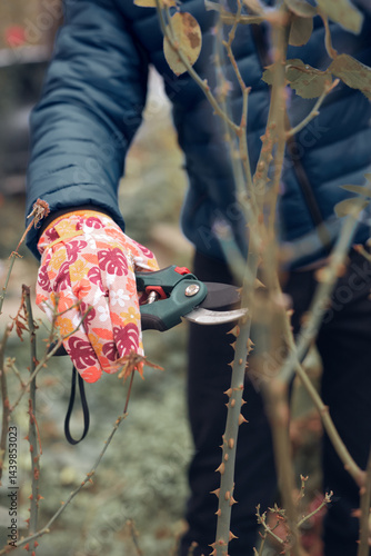 Obraz na płótnie Gardener using pruning shears, taking care of roses, plants and other flowers. w salonie