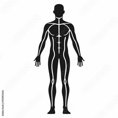 Human body anatomy illustration with a woman and man silhouette showing muscular and skeletal structure for medical science