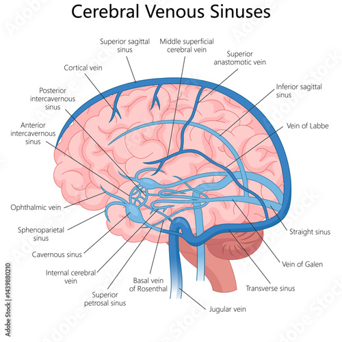 cerebral venous sinuses and veins inside the human brain, useful for medical learning and anatomy studies diagram hand drawn schematic vector illustration. Medical science educational illustration