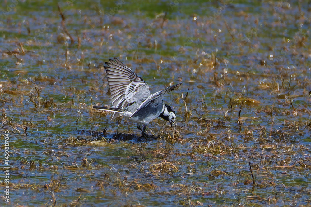 White Wagtail in a pond