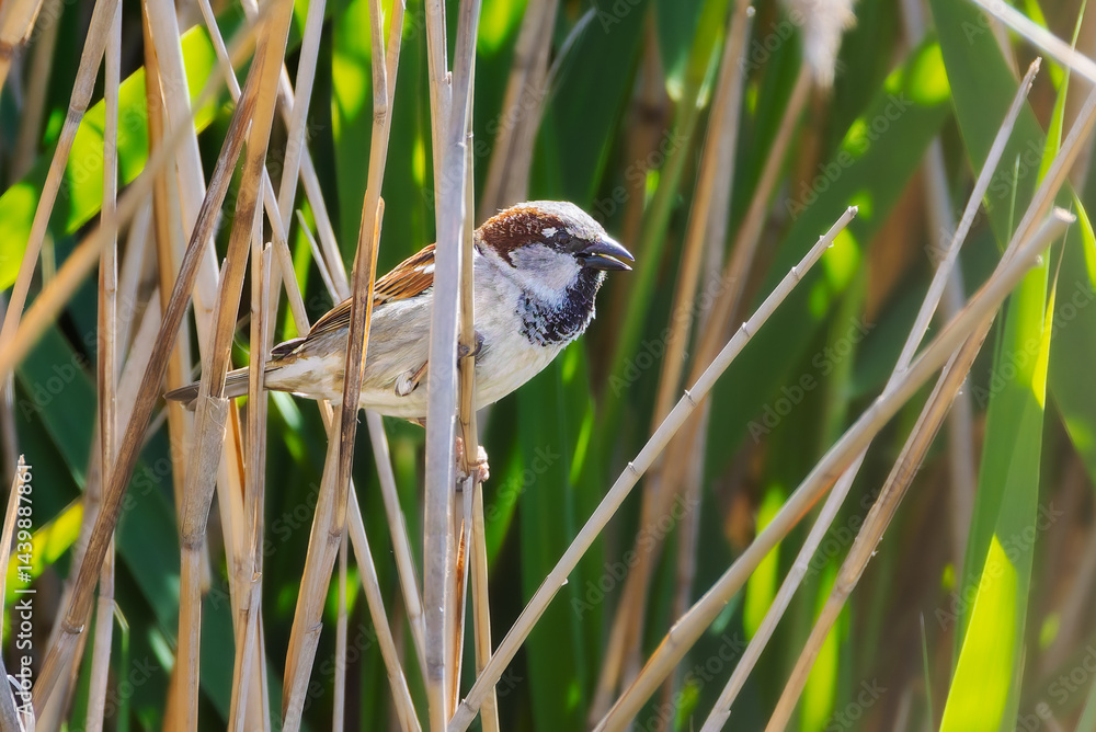 House Sparrow perched on a reed