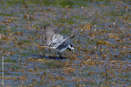 Obraz na płótnie White Wagtail in a pond w salonie