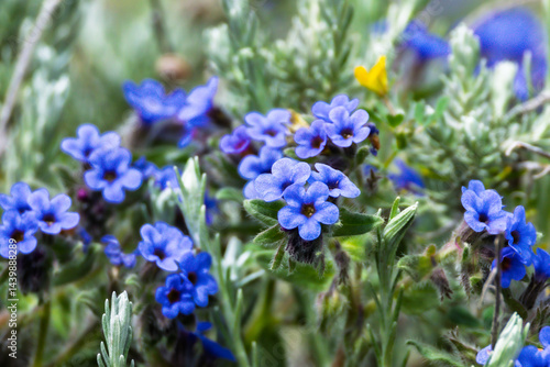 Languedoc bugloss on the Mediterranean coast