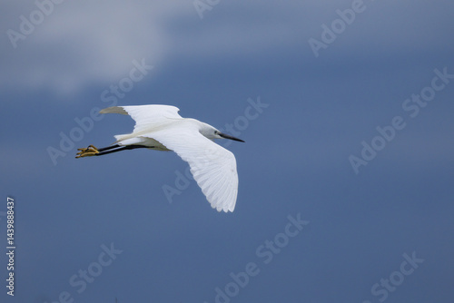 Obraz na płótnie Little Egret at Lake Saint-Nazaire in Occitanie w salonie