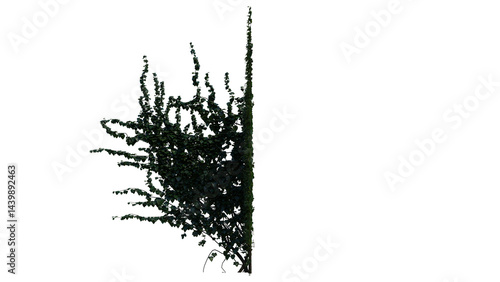 Ivy Plant