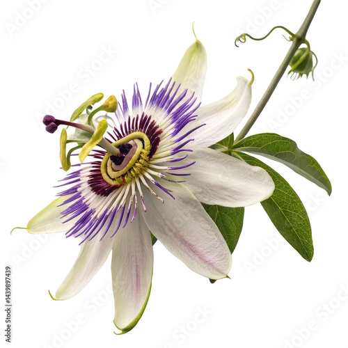 Passionflower png blooming passion flower png purple passion vine png exotic passion flower bloom png tropical flower passionfruit png white background image