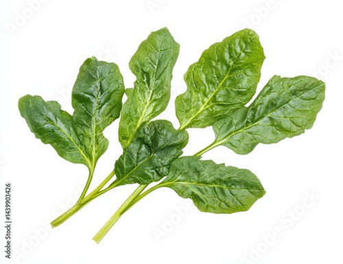 Fresh spinach leaves