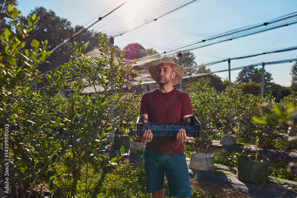 Farmer picking fresh blueberries on a farm.