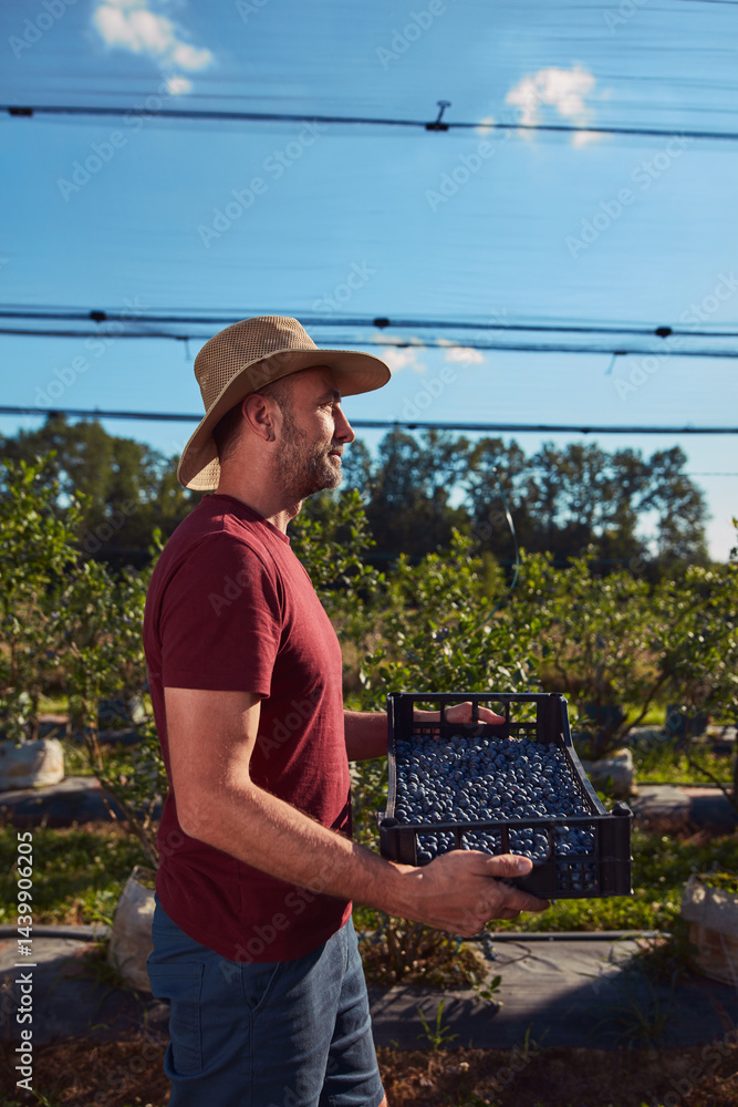 Farmer picking fresh blueberries on a farm.