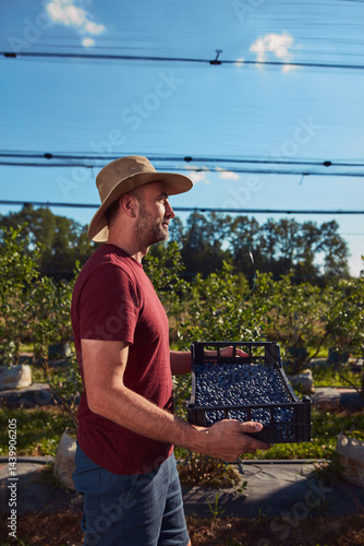 Obraz na płótnie Farmer picking fresh blueberries on a farm. w salonie