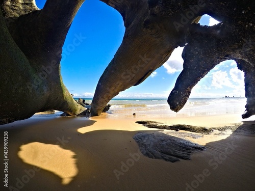 Looking out at sunlit beach from a fallen tree