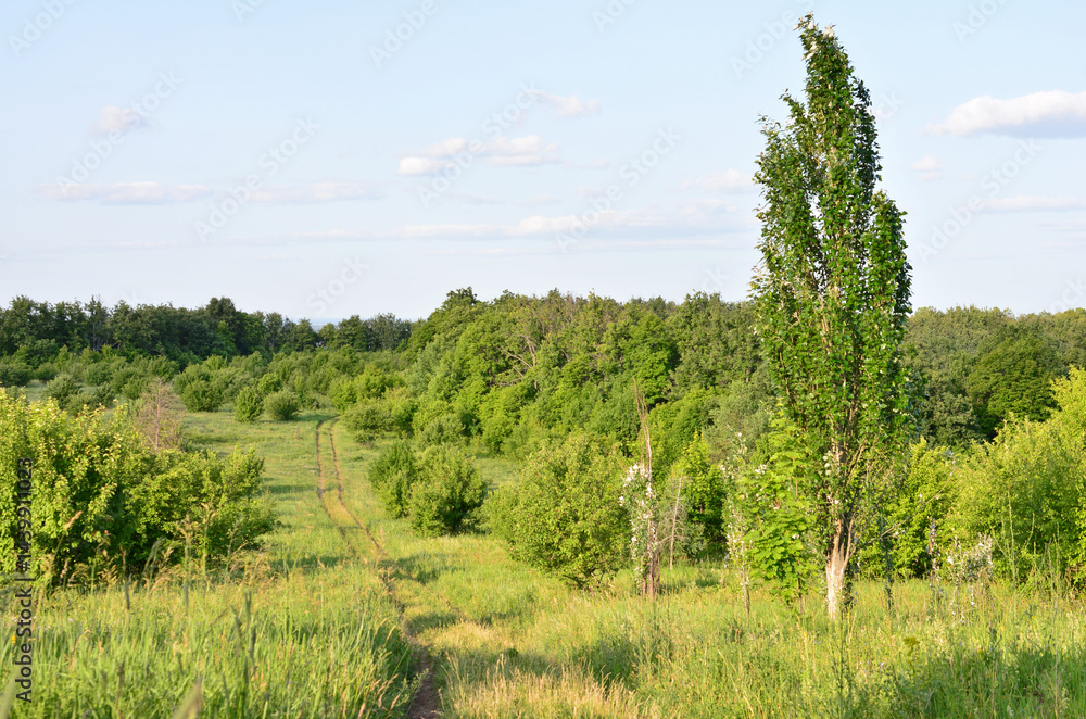 Obraz premium A scenic view of a green field with a path and trees under a blue sky