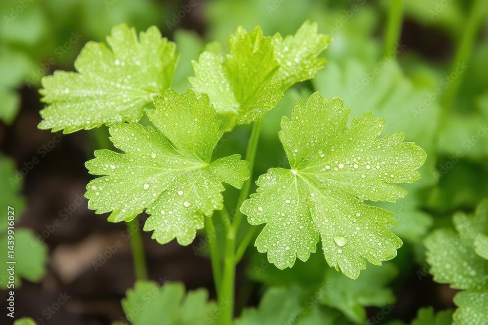 Fresh Parsley Sprout Close-up Fresh Parsley Sprout Close-up