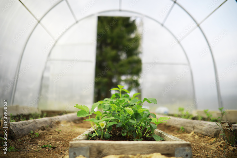 Young Strawberry Plants Growing in a Greenhouse