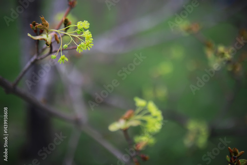 Obraz na płótnie Close-Up of Fresh Spring Blossoms on Tree Branch with Blurred Green Background w salonie