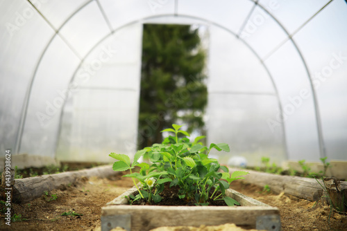 Obraz na płótnie Young Strawberry Plants Growing in a Greenhouse w salonie
